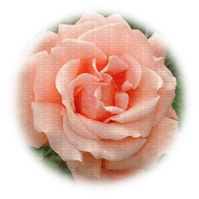 trandafir - ingyenes png