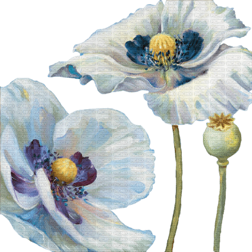 loly33 fleur aquarelle - Free PNG