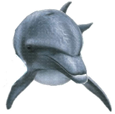 aze dauphin - Darmowy animowany GIF