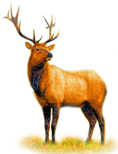 BAMBI - 免费PNG