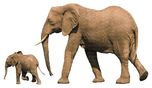 Слоны - nemokama png
