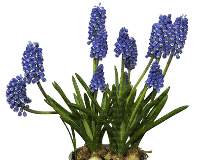 flower, kukka, fleur - δωρεάν png