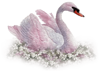 Swan-Nitsa 1 - png grátis