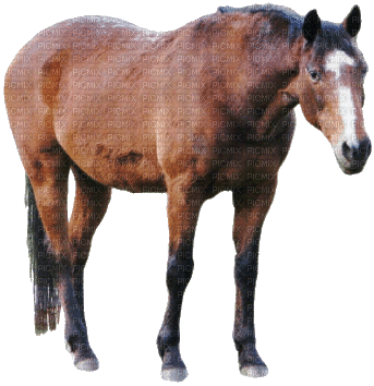 trail horse - Nemokamas animacinis gif