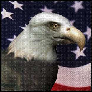 eagle - Zdarma animovaný GIF