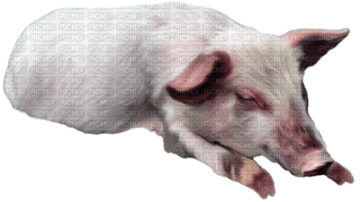cerdo - kostenlos png