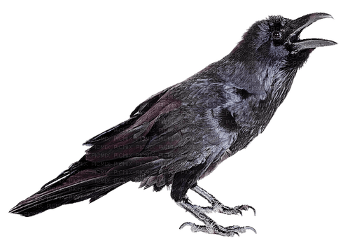 Raven - zdarma png