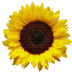 sunflower - 免费PNG