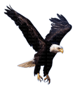Kaz_Creations Eagle Bird - PNG gratuit