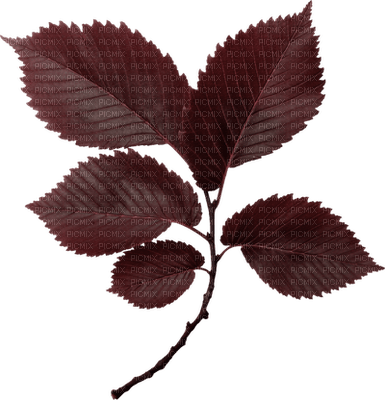 minou-leaves-blad-foglie - png gratis