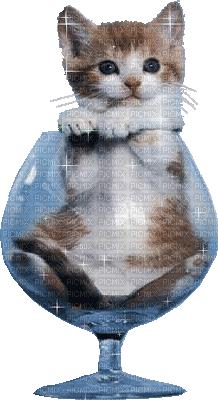un chaton dans un verre - Gratis geanimeerde GIF