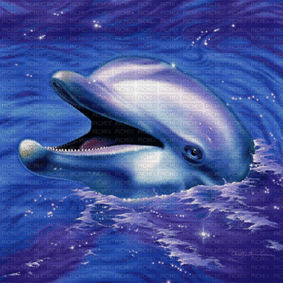 dolphins bp - GIF animado grátis
