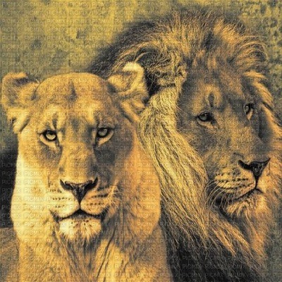 Löwen lions - ücretsiz png