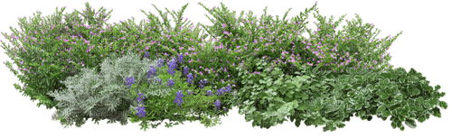 Bloemen en Planten - nemokama png
