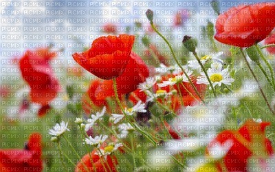 Kaz_Creations Backgrounds Background Flowers - PNG gratuit
