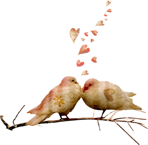 love birds - Free PNG