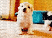 puppy - GIF animasi gratis