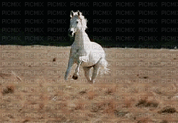 white horse1 NitsaPap - GIF animado grátis
