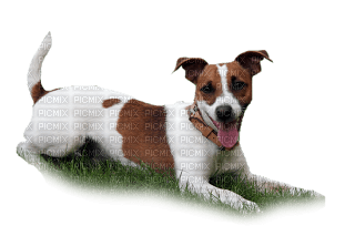 Kaz_Creations Animals Animal Dog Pup - 免费PNG