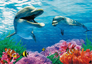 dolphins bp - Gratis animeret GIF