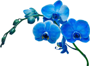 Kaz_Creations Deco Flowers Flower Colours - zdarma png
