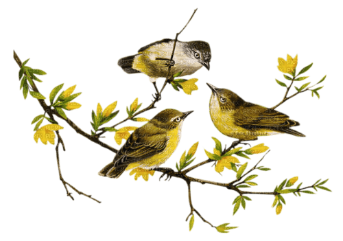 Oiseaux - png grátis
