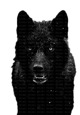 wolf - 免费PNG