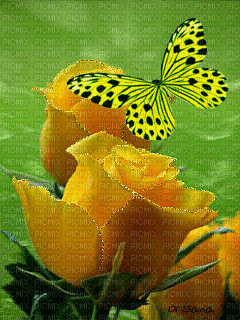 butterly - Free animated GIF