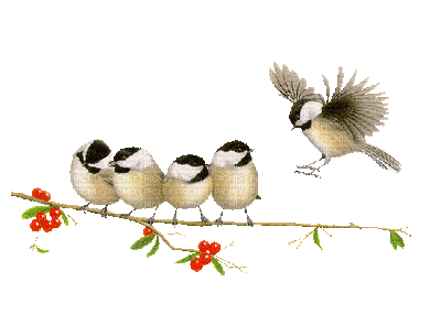 vögel - Безплатен анимиран GIF