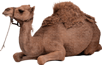 Camel.Chameau.Victoriabea - zdarma png