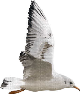Kaz_Creations Deco Scrap Colours Birds Bird - PNG gratuit