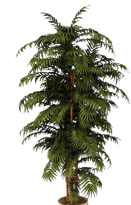 plants katrin - Free PNG
