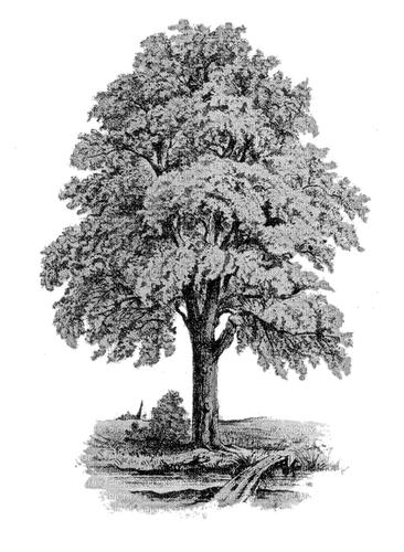 Tree arbre albero baum дерево ROSALIA73 - png gratuito