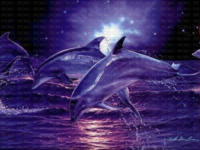 purple dolphins - PNG gratuit