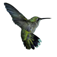 Pássaros - Безплатен анимиран GIF