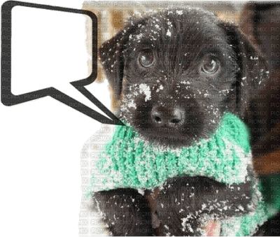 winter dog chien hiver text - gratis png