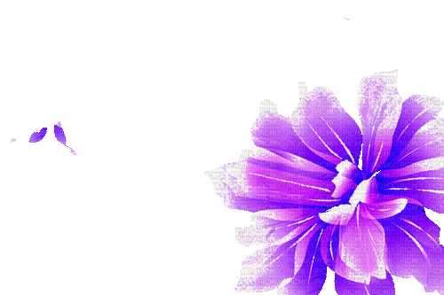 purple milla1959 - Bezmaksas animēts GIF