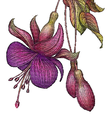 Flowers dm19 - Nemokamas animacinis gif