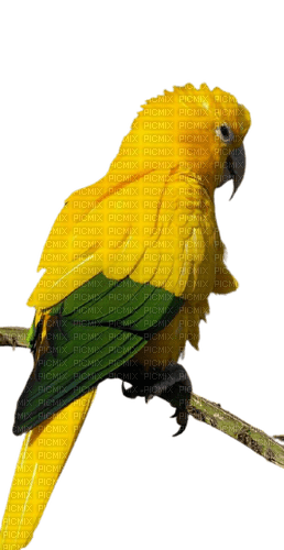 Kaz_Creations Parrot-Bird - Free PNG