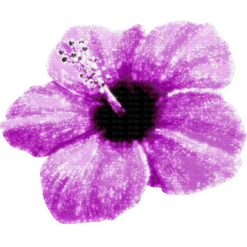 Animated.Flower.Purple - By KittyKatLuv65 - Free animated GIF