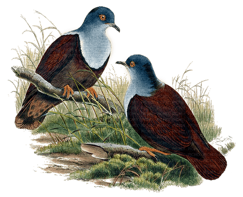 Vögel, Tauben - PNG gratuit