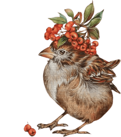 Chicken  Rowanberry Autumn - Bogusia - ingyenes png