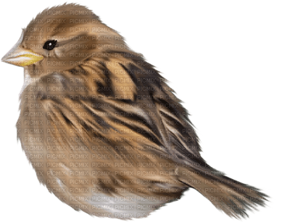 fågel-brun - png grátis