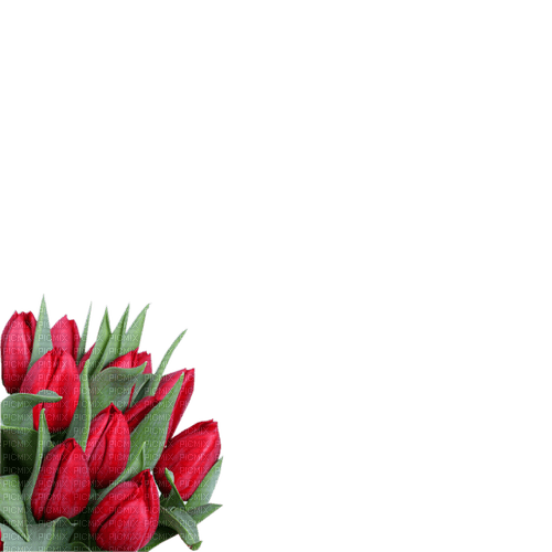 red flowers  Bb2 - bezmaksas png