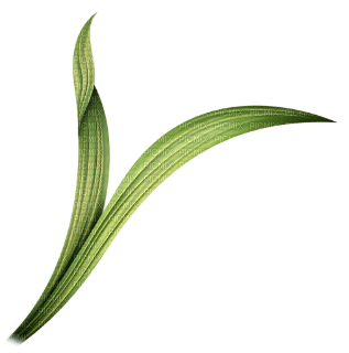blad--leaves - 免费PNG