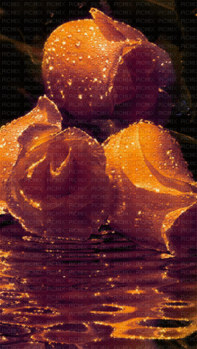 MMarcia gif rosa pérola  rose pearl - Безплатен анимиран GIF