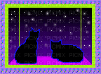Night Cats - Bezmaksas animēts GIF