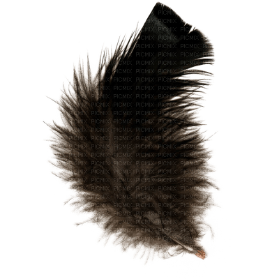feather - png grátis