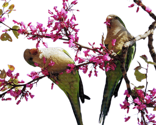 birds on a bloomed tree branch sunshine3 - 免费PNG