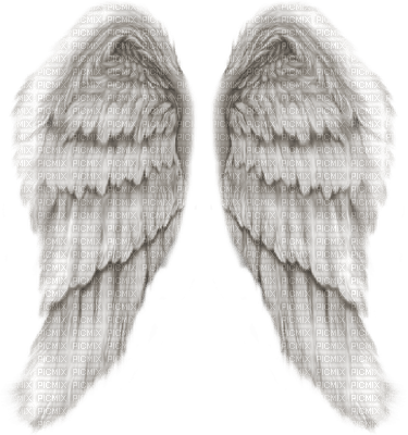 wings - 免费PNG